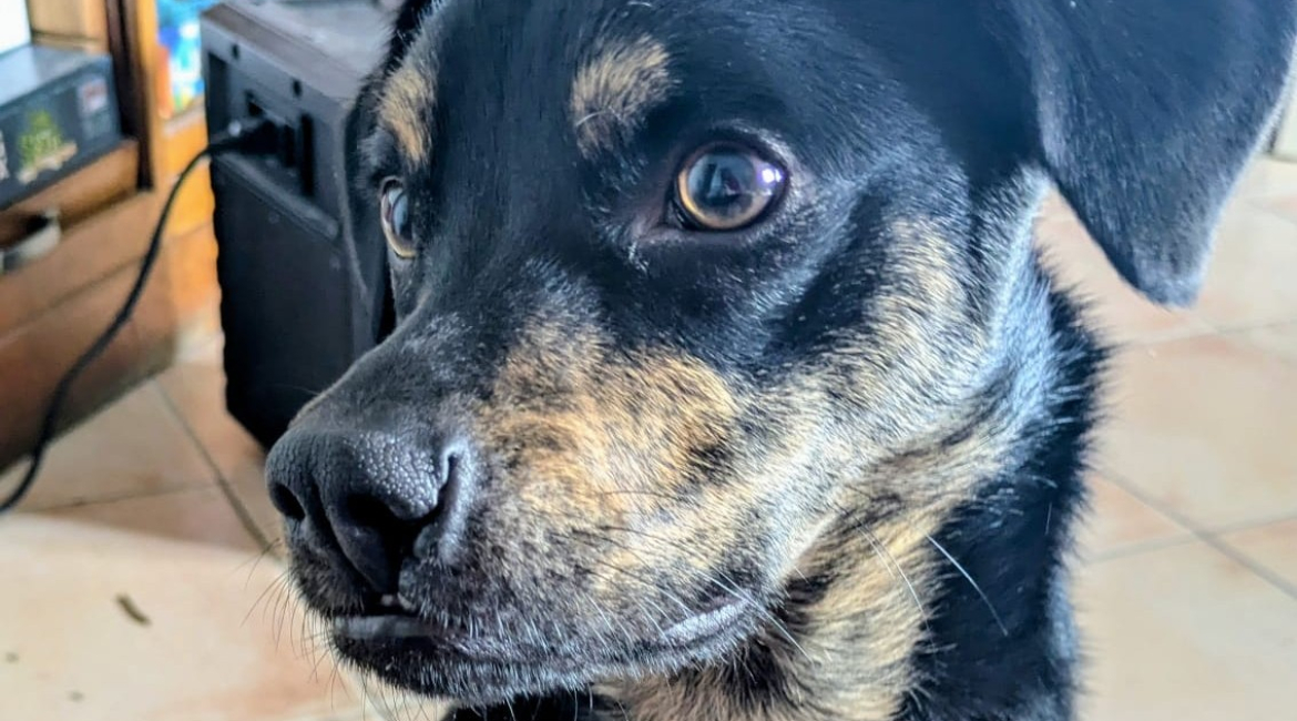 Diego- 1.5 ans mâle    
